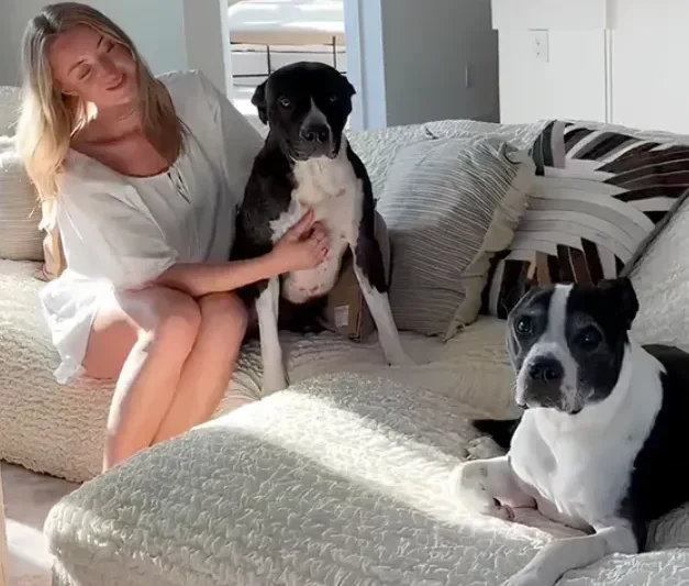 How Interior Designers Create Pet Friendly Homes That Still Look Luxury